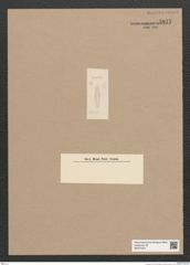 Diatomeae indet. Zeichnungen Sammlung Grunow Nr. 5877 (NHMW-BOT-W0374324)